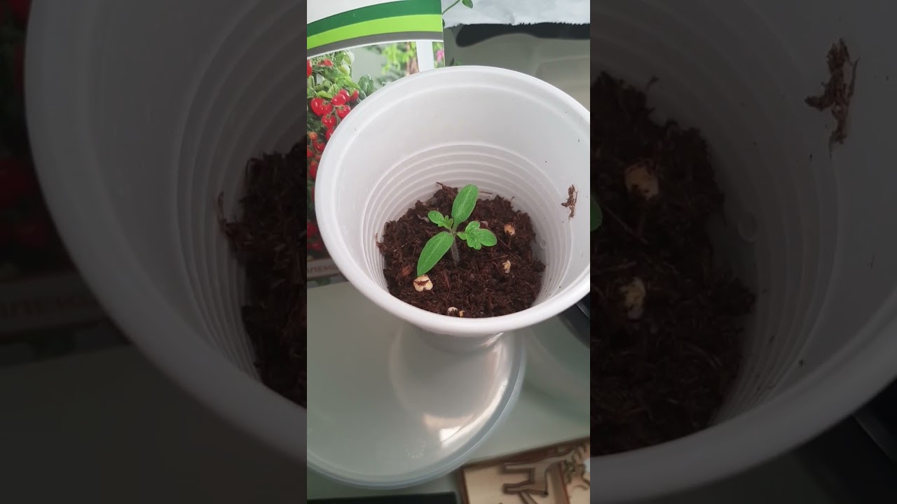 Выращивание томатов в домашних условиях. Балконное чудо. Первый опыт #огороднаподоконнике