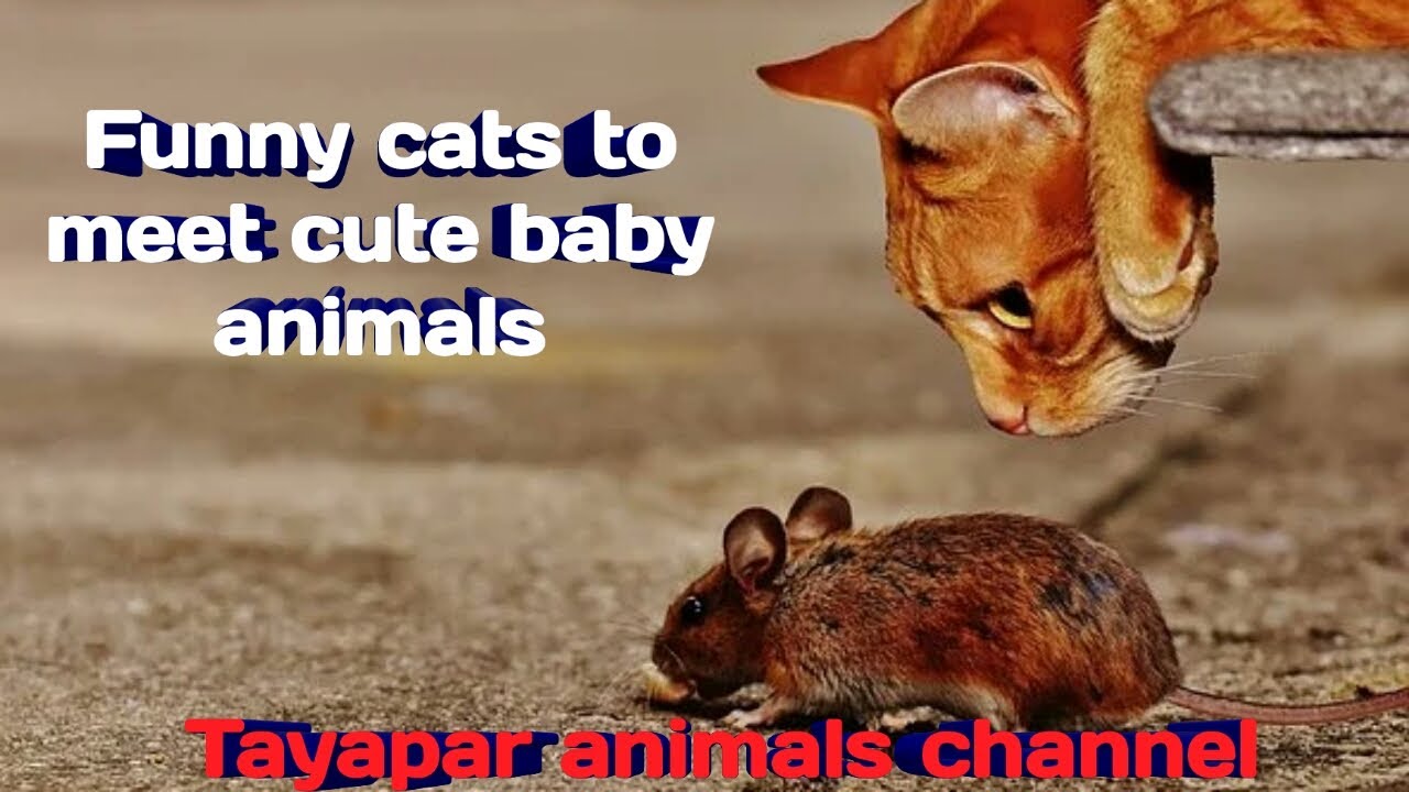 Funny cats to meet cute baby animals # Tayapar animals 