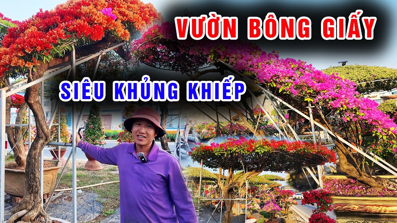 Vườn hoa giấy bạc tỉ 1200 cây siêu khủng ai nhìn cũng mê quên đường về