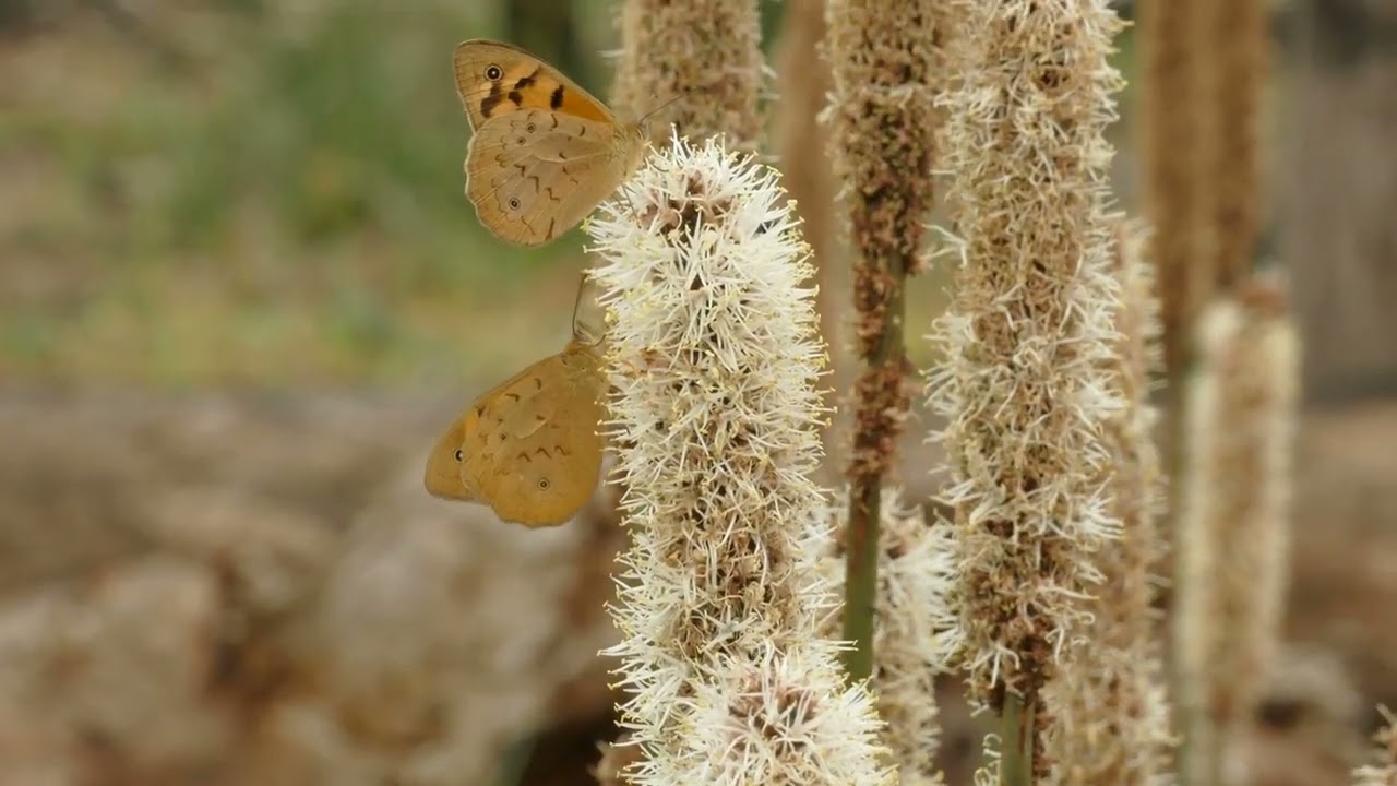 Common Brown Butterflies feeding on grasstree flowers in woodland Victoria Australia 3 December 2023