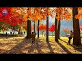 [4K] Nami Island Autumn Colorful Leaves Scenery 2021. Nearby Seoul, Naminara Republic of Korea.
