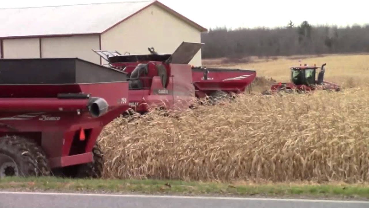 Harvesting Corn 11-19-15