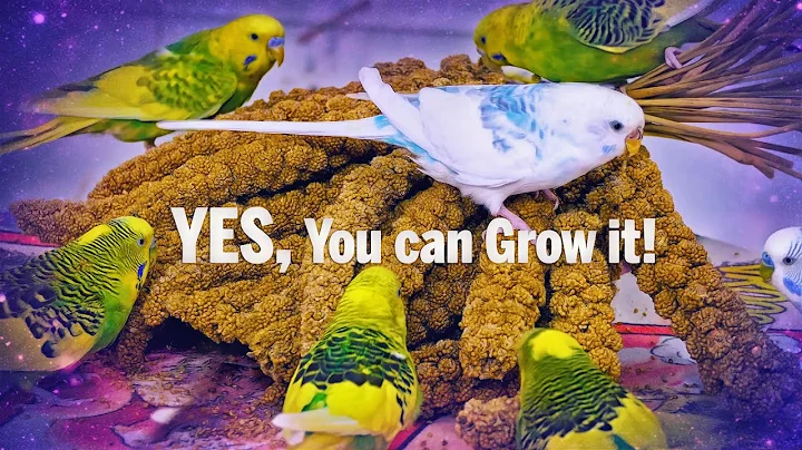 How to Grow Millet Spray for Budgies?