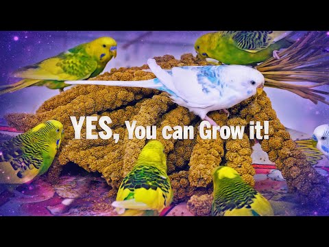 How to Grow Millet Spray for Budgies?
