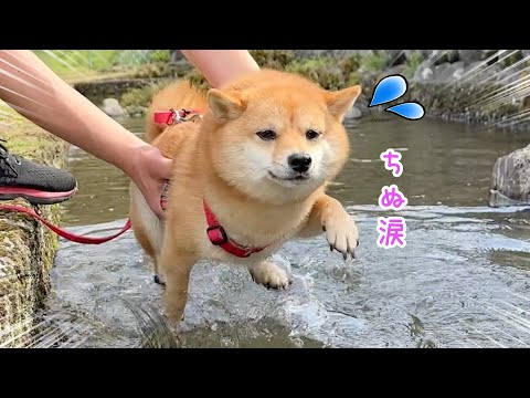 【切ない】犬かきの時だけ詰んだ顔になる柴犬