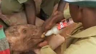 Baby Elephant | Animal Rescue | BBC Studios