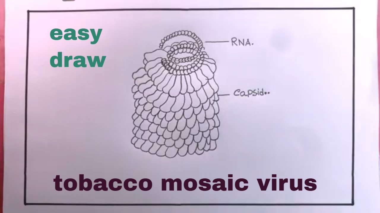 Drawing Easy Tobacco Mosaic virus/How To Draw Tobacco Mosaic virus/ Tobacco  Mosaic virus Drawing