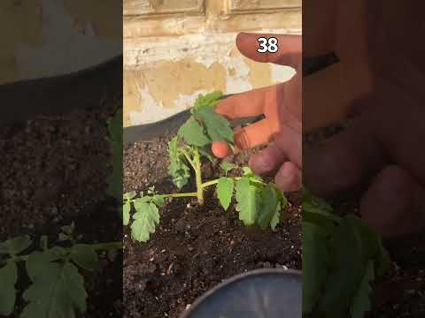 زراعة الطماط من البذرة إلى الحصاد الجزء الأول الزراعة اكسبلور الزراعة المنزلية مزرعة