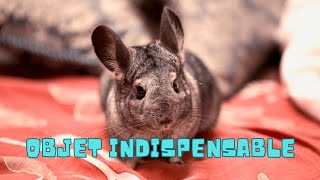 5 Objets Indispensables Quand Tu As Un Chinchilla 