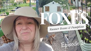 Episode 21 - Foxes, Runner Beans and Pumpkins!