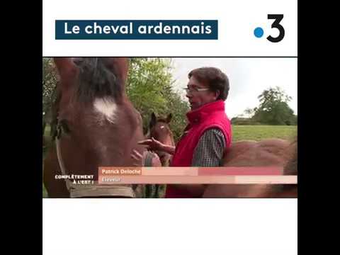 Vidéo: Race De Chevaux Ardennais Français Hypoallergénique, Santé Et Durée De Vie