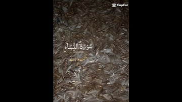 Holy Quran urdu Translation سورة النساء best Quran #short_video_status_ #zaheeraligill