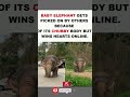 Baby elephant gets picked on for being chubby – but wins hearts online. 🐘💕😢🥹👑#shorts