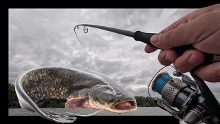 Pecanje Smuđa Na Dunavu I Nezvani Gosti