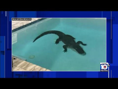 Gator takes a dip in Florida family's pool