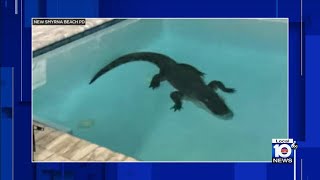 10-foot-long gator sneaks into Florida pool