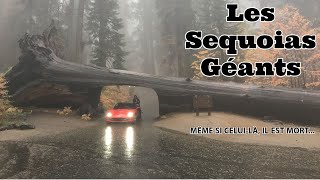 Corvette C7 5 : Sequoias Géants