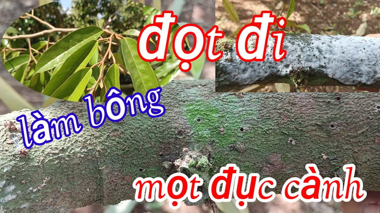 làm bông hãm nước đọt bắt đầu đi mọt đục cành phức tạp 