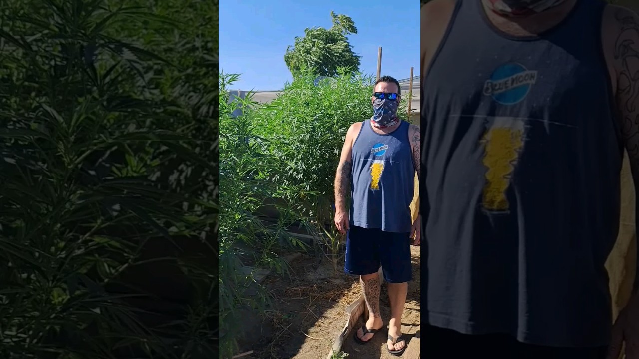 California back yard boogie - 2023 outdoor grow 