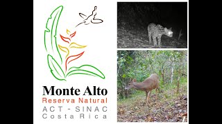 Reserva Natural Monte Alto - Tico Times