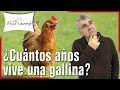 ¿Cuántos años vive una Gallina? 🐓