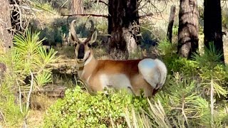 Pronghorn “Antelope” in Northern California