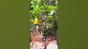 How to plant in clay soil — the best advice I’ve ever gotten #garden