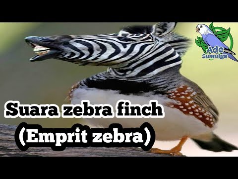  Download  Suara  Burung Zebra Finch Jantan Mp3  5 7 MB 