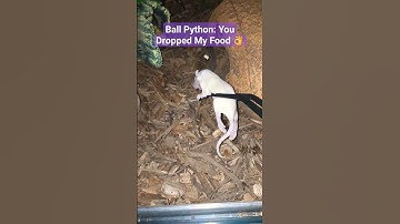 Ball Python Feeding Almost Gone Wrong. Rocket Said Nope Not Today 😳 #ballpython #snakes #shorts