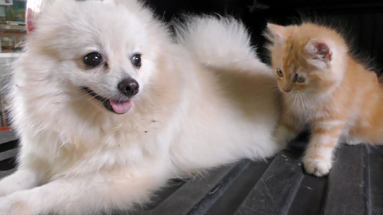 puppy paradise My Dog Meeting Funny Cat - My Dog No React to Funny Cat