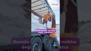 Frenk Üzümü Ekstraktı | Rengin Etkisi