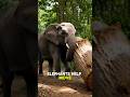 Top 5 Animals That Work Harder Than Humans #EarthNature #AnimalKingdom #Top5Animals #DidYouKnow #new