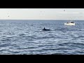 Orca whales spotted off SoCal coast hunting