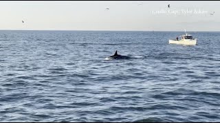 Orca whales spotted off SoCal coast hunting