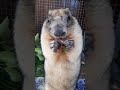 #marmot Tosh#cute animals#Что на десерт у сурка Тошки?