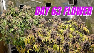 Starting Week 9 Flower, Bag Seed Grow in the 2x2, Mars Hydro TS1000, Jack's 321, Flora Nectar
