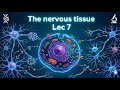 احياء طبية مرحلة اولى طب اسنان (nervous tissue lec7)