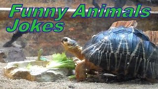 ЧЕРЕПАХА ЕСТ САЛАТ,А ЯЩЕРИЦА СМОТРИТ turtle Чем кормить черепаху СМЕШНЫЕ ЖИВОТНЫЕ ЧЕРЕПАХА ЕСТ САЛАТ,А ЯЩЕРИЦА СМОТРИТ turtle Чем кормить черепаху СМЕШНЫЕ ЖИВОТНЫЕ