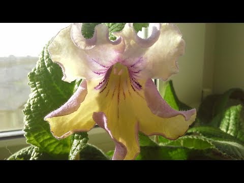 Видео: Стрептокарпус от семена у дома: как правилно да сеят семена от стрептокарпус? Отглеждане и грижи у дома