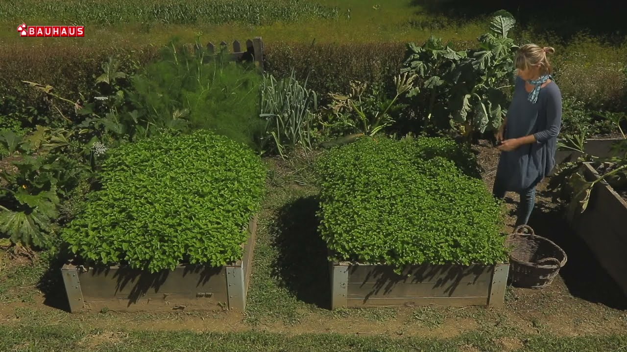 Škola vrtlarstva - menta u vrtu