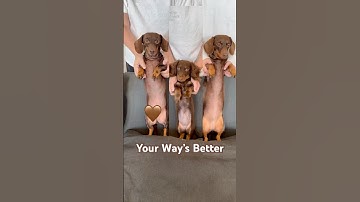 Your Way’s Better #minidachshund #dance #puppy #dachshund #dachshundpuppy #cutepuppy #cutedogs #dog