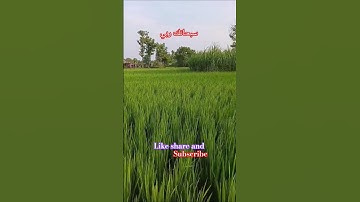 !#اكسبلور #تلاوة_خاشعة !#بصوت الحب للشيخ عبدالباسط عبدالصمد رحمه الله!#