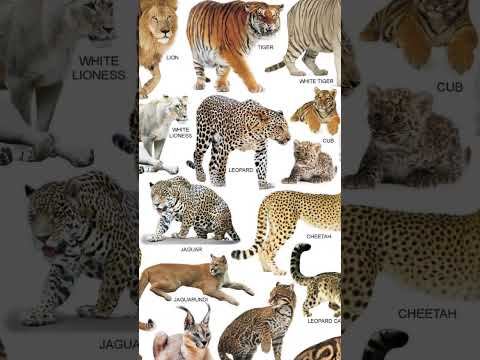 قهوة مصنوعة من فضلات القطط 