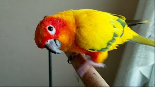 Cuddling My Sun Conure | Friendly Parrot Playing