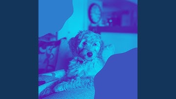 Pulsating Ambience for Calming Doggy Time