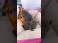 اجمل قطه بل عالم اجمل قطه بل عالم