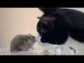 ハムスターと喜びを分かち合う猫🐭❤️😸猫とハムスター【44】