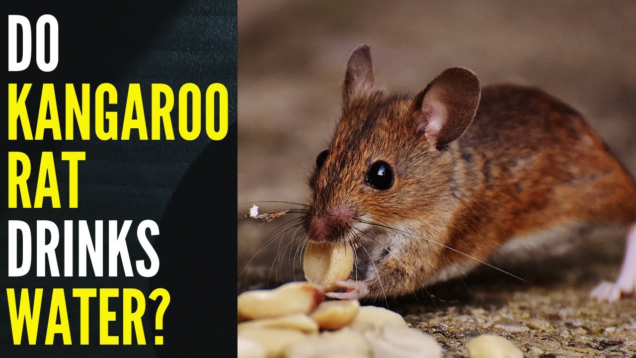 Do Kangaroo Rat Drinks Water? YouTube