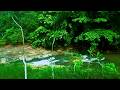 Relaxing River Sounds, Soothing Stream Sounds, Wild Birds Chirping, Bird Song, Mountain Stream