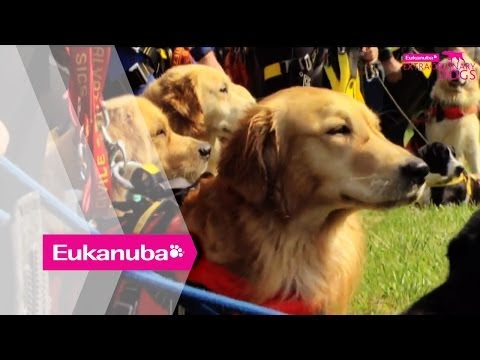 Video: Cross-Country Flight ger 160 högriskhundar ett nytt hopp för framtiden